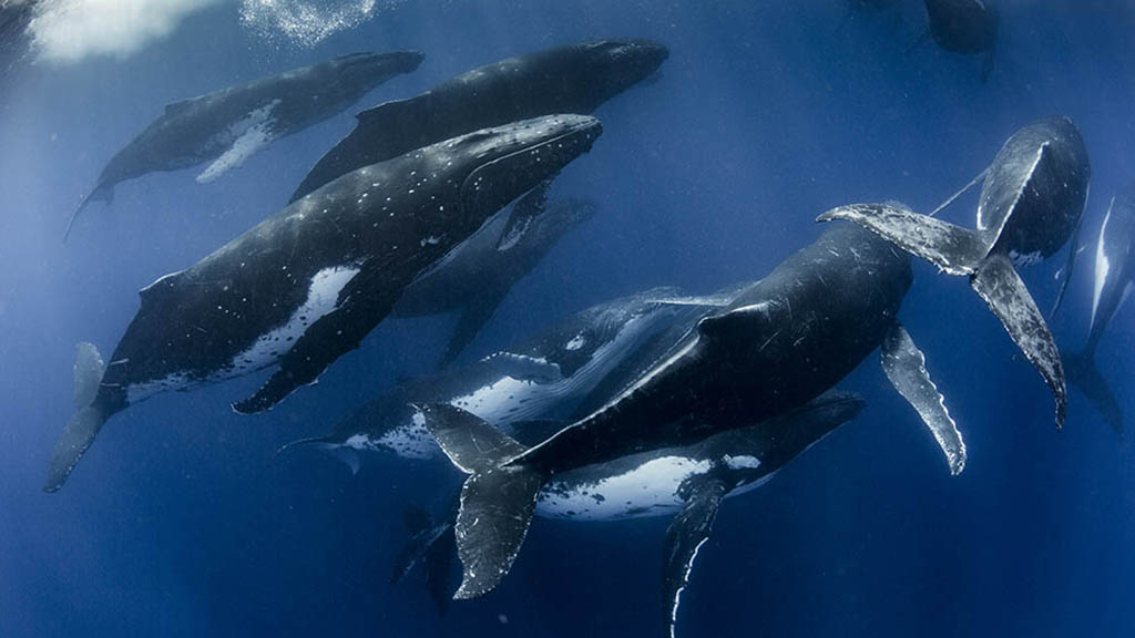Swimming with Gentle Giants Tonga humpback whale heat run 2 credit Scott Portelli