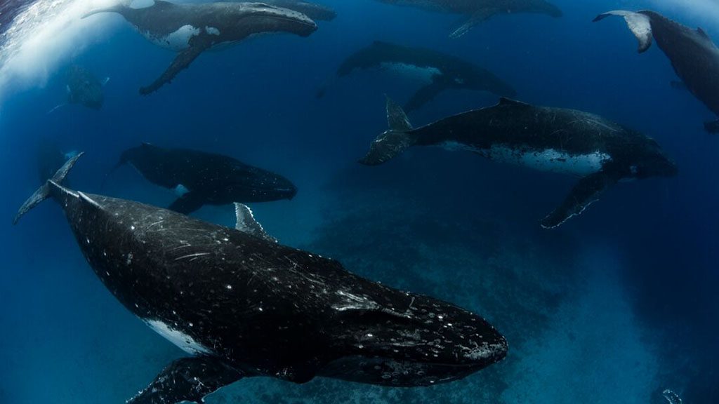 Swimming with Gentle Giants Tonga humpback whale heat run cedit Scott Portelli