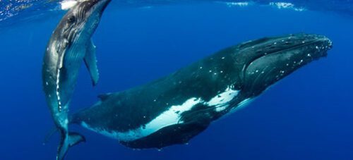 Humpbacks in Tonga: Swimming with Gentle Giants