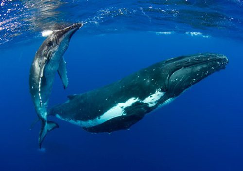 Swimming with Gentle Giants Tonga humpback whale mother and calf credit Scott Portelli SP500x352