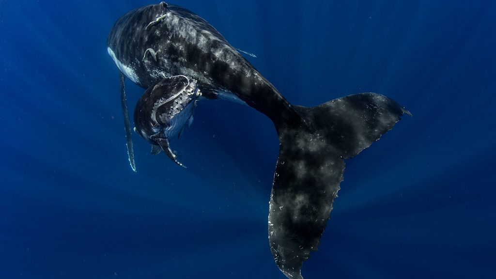 Swimming with Gentle Giants Tonga humpback whale mother and calf credit Scott Portelli