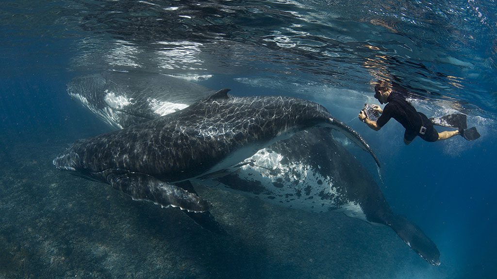 Swimming with Gentle Giants Tonga humpback whale with snorkeler credit Scott Portelli