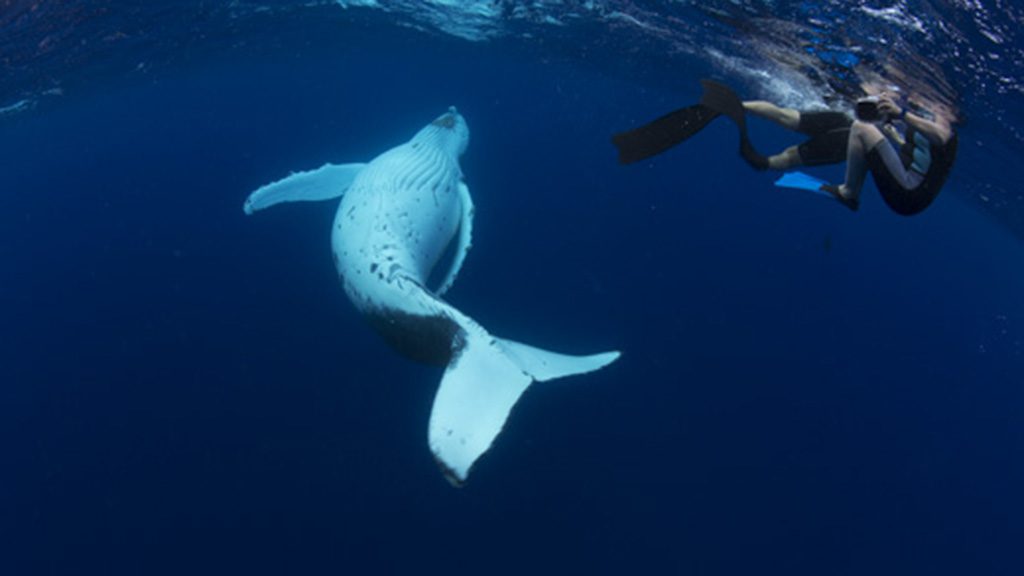 Swimming with Gentle Giants Tonga humpback whale with snorkelers credit Scott Portelli