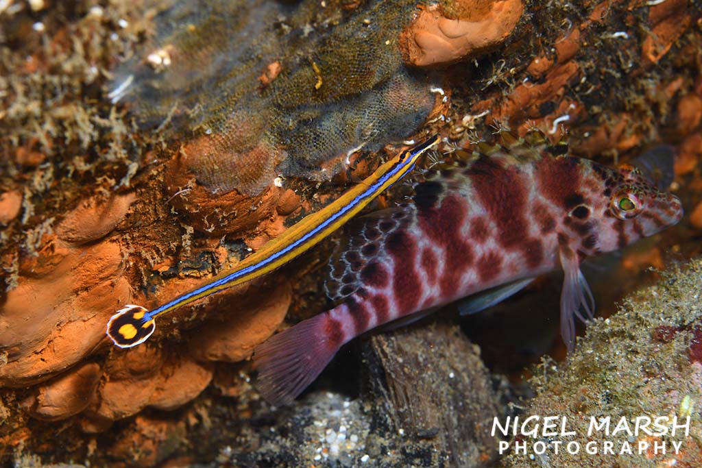 Dive ambon honshu pipefish