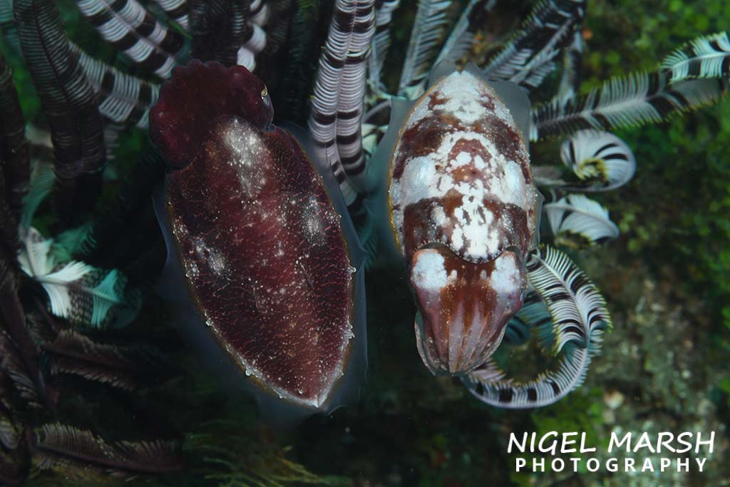Dive ambon roadclub cuttlefish