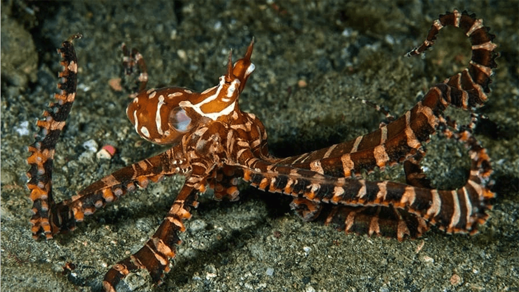 15 spice island divers ambon indonesia wonderpus