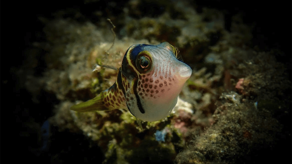 19 spice island divers ambon indonesia toby fish