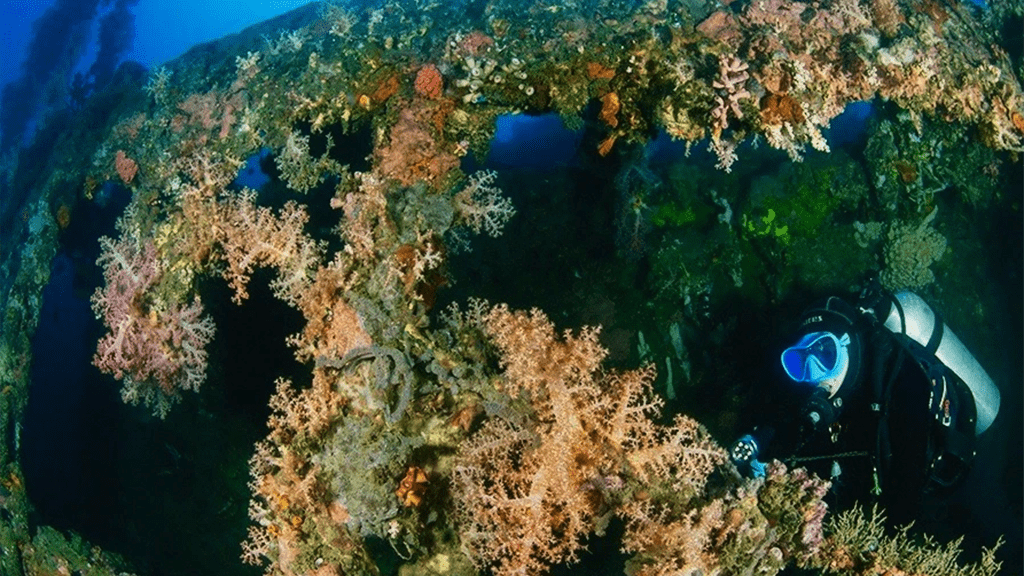 21 spice island divers ambon indonesia diver in wreck