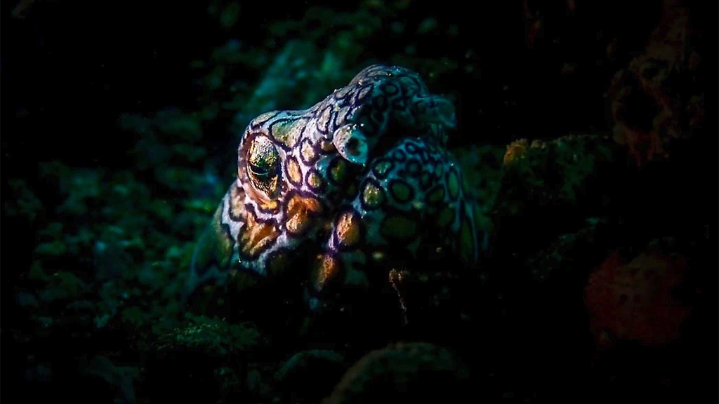 22 spice island divers ambon indonesia mosaic moray eel