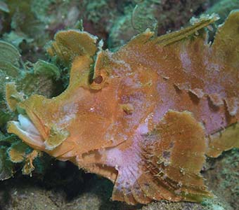 Dive ambon frogfish feature