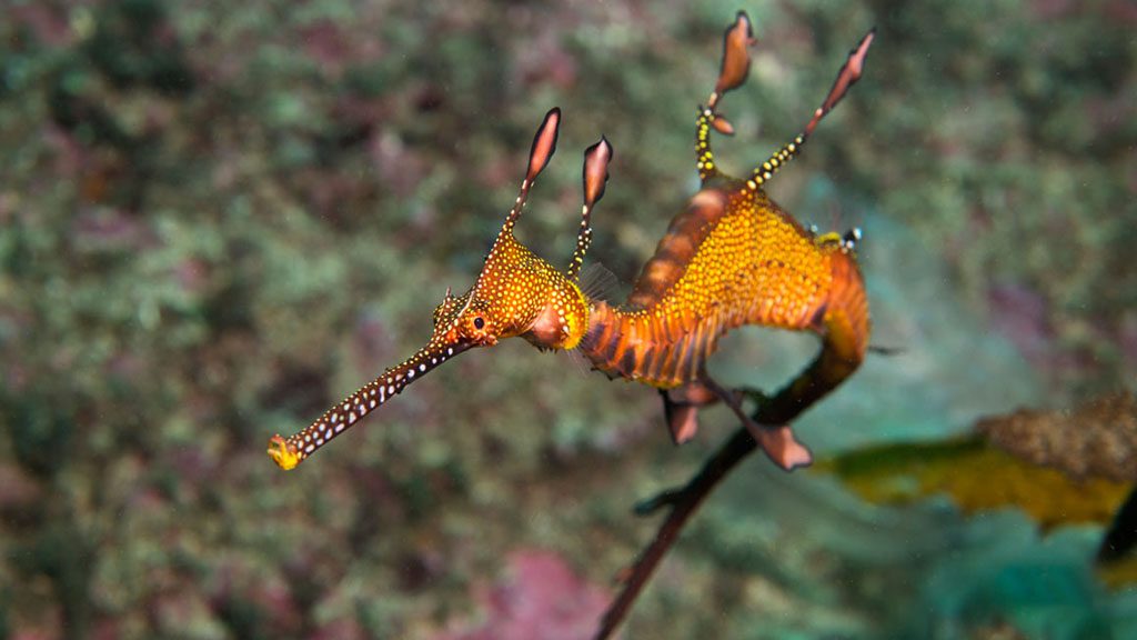 0kurnell weedy seadragon credit jayne jenkins 8506 1024