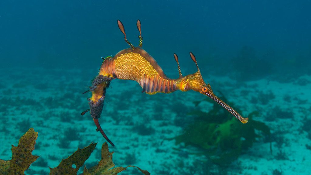 0kurnell weedy seadragon jj31120 1024