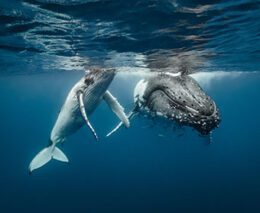 1 dive whale swim tonga feature shutterstock 549495370