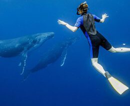 1 tanoa expeditions whale swim tonga feature