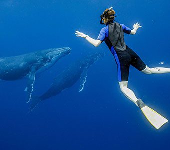 1 tanoa expeditions whale swim tonga feature