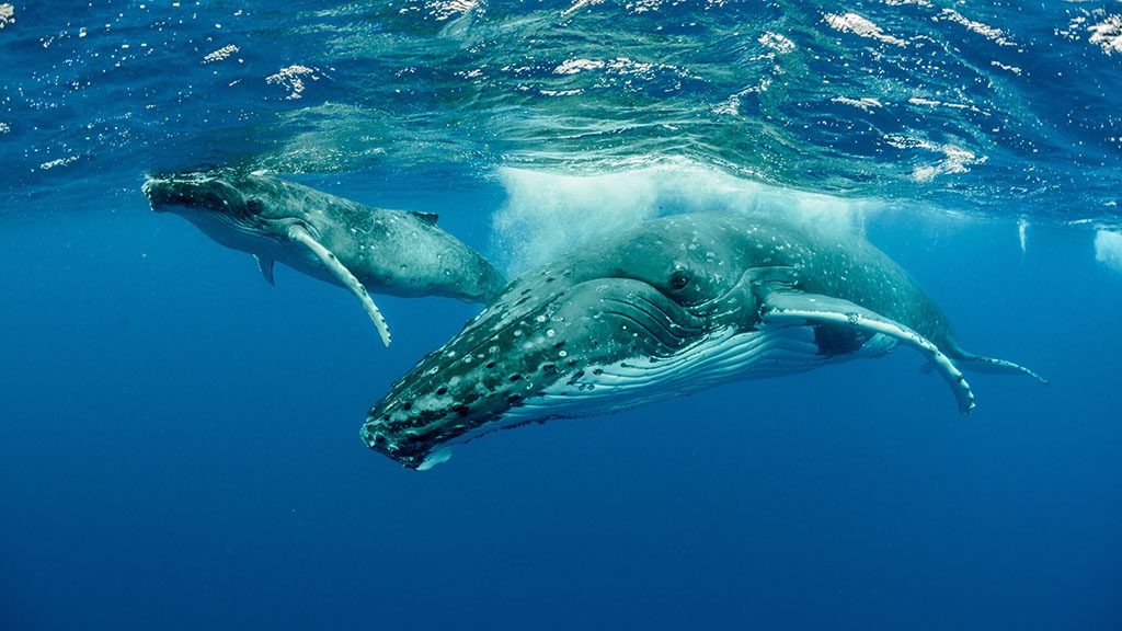 4 dive whale swim tonga shutterstock 1218839437
