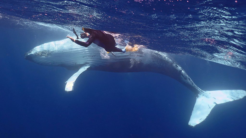 5 dive whale swim tonga shutterstock 1218839437