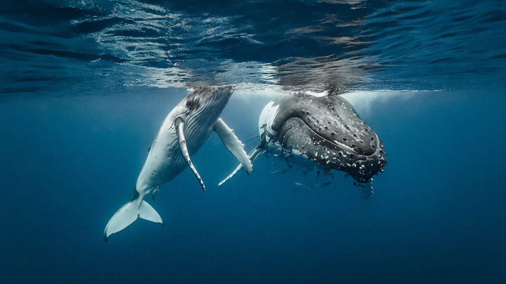 6 dive whale swim tonga shutterstock 549495370