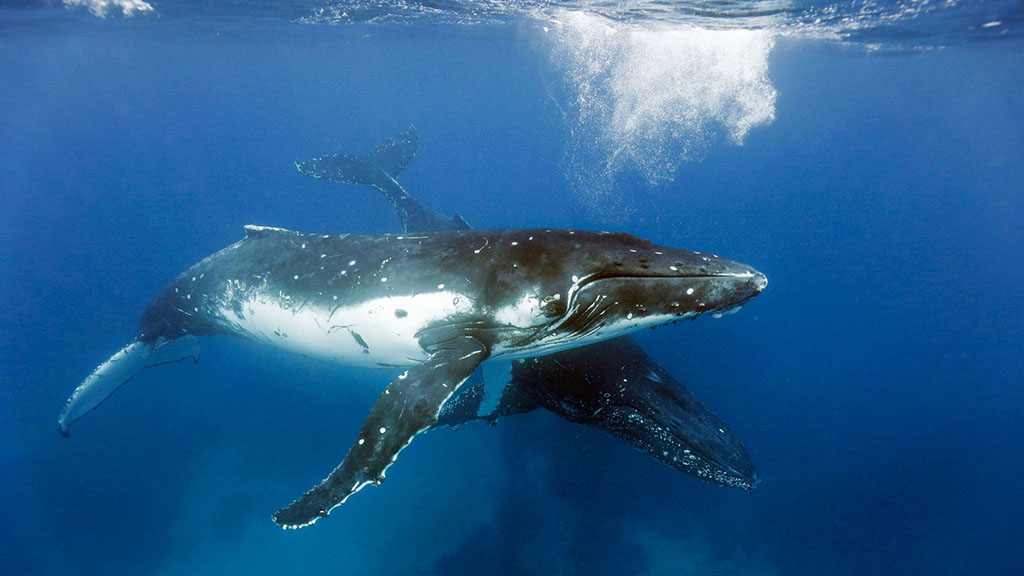 7 tanoa expeditions whale swim tonga tanoa expeditions whale swims 23