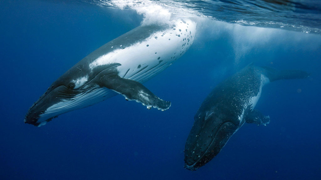 8 tanoa expeditions whale swim tonga tanoa expeditions whale swims 11