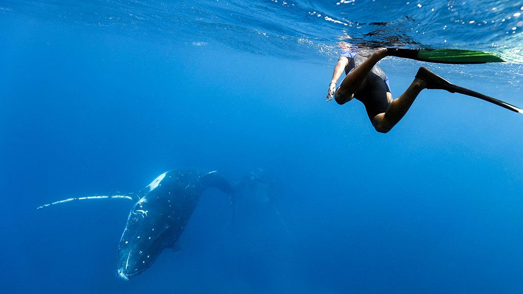 8 tanoa expeditions whale swim tonga tanoa expeditions whale swims 12