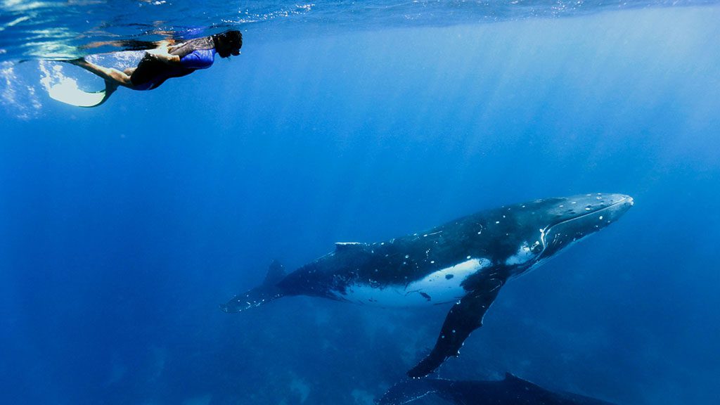 8 tanoa expeditions whale swim tonga tanoa expeditions whale swims 13