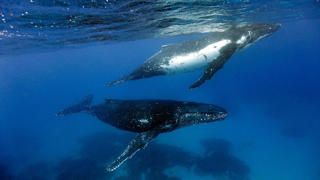 8 tanoa expeditions whale swim tonga tanoa expeditions whale swims 14