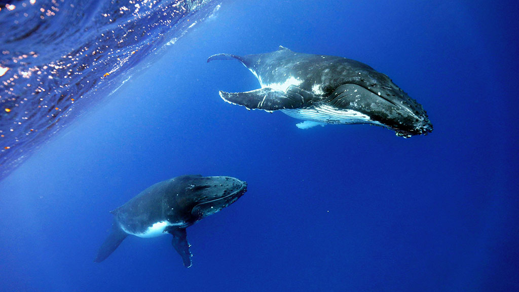8 tanoa expeditions whale swim tonga tanoa expeditions whale swims 16