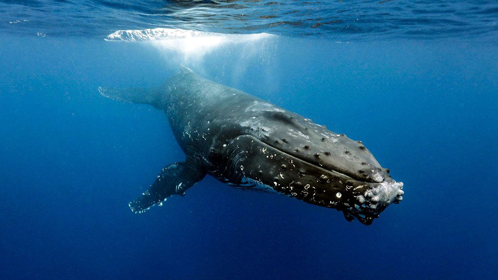 8 tanoa expeditions whale swim tonga tanoa expeditions whale swims 17