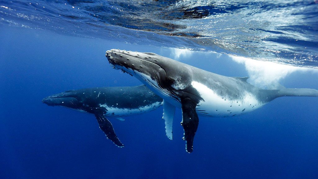 8 tanoa expeditions whale swim tonga tanoa expeditions whale swims 19