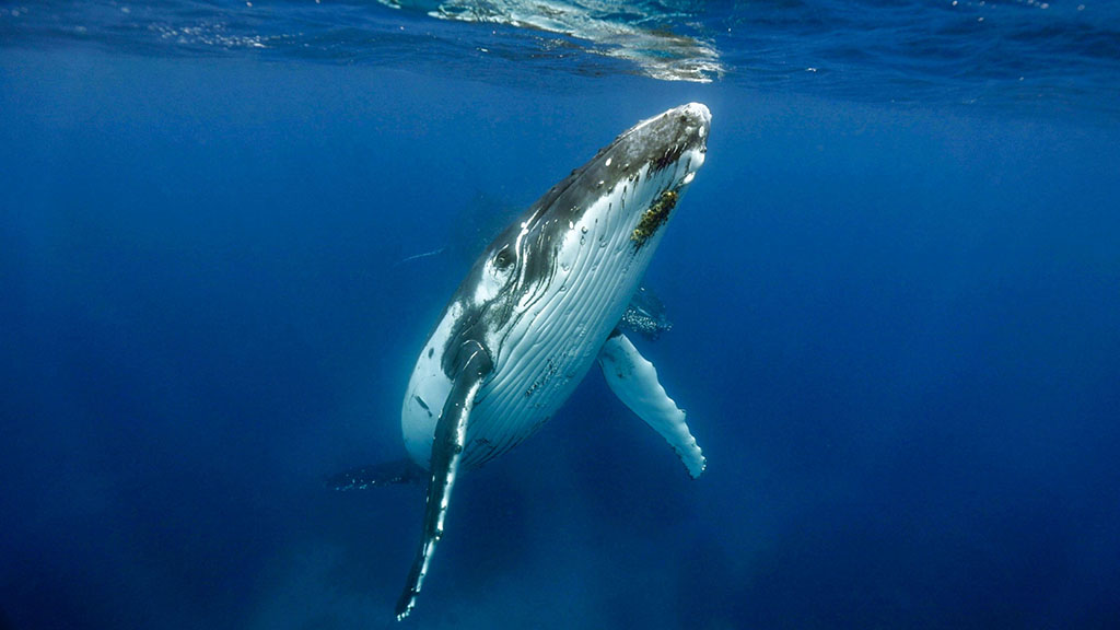 8 tanoa expeditions whale swim tonga tanoa expeditions whale swims 22