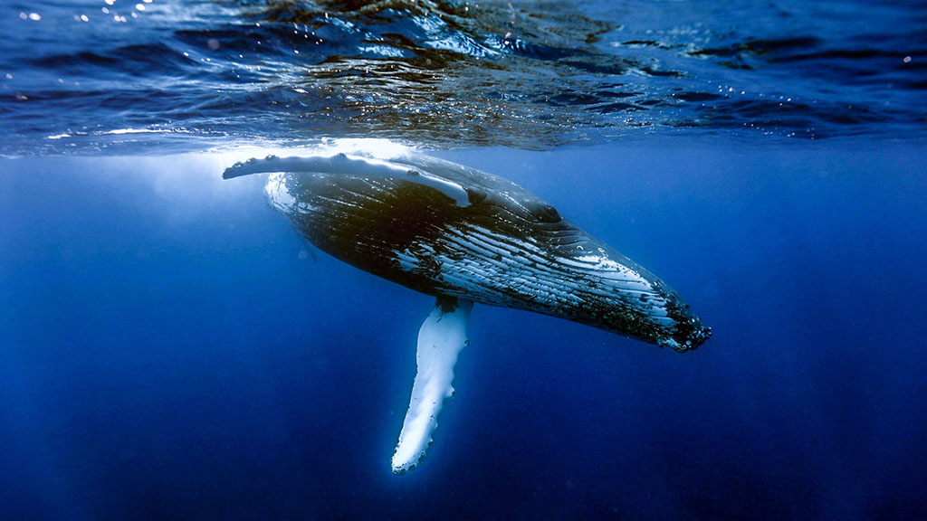 8 tanoa expeditions whale swim tonga tanoa expeditions whale swims 4