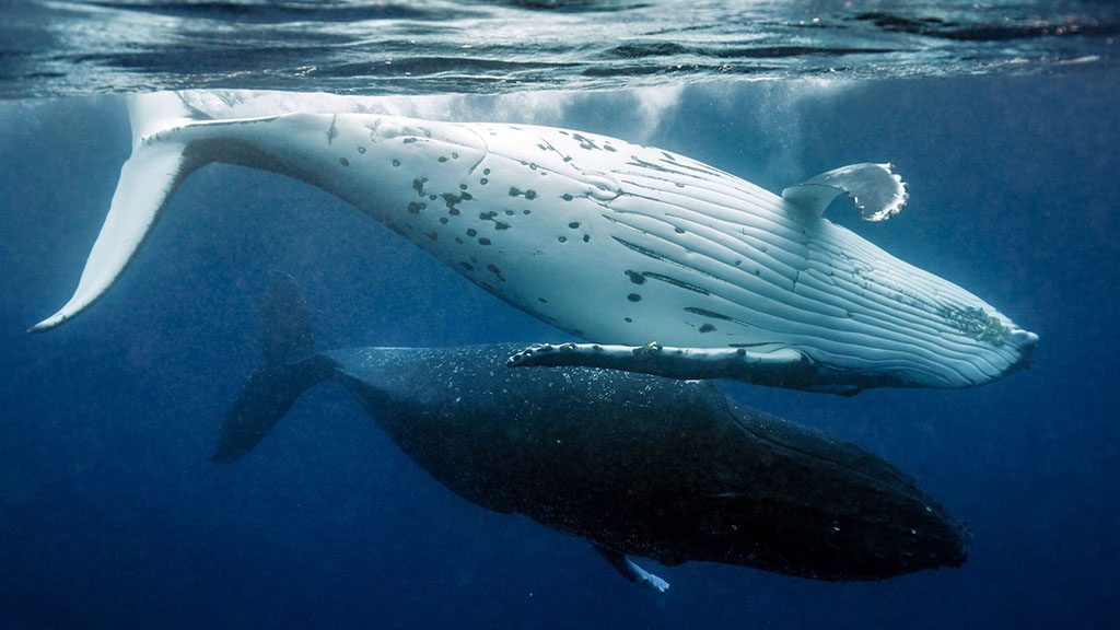 8 tanoa expeditions whale swim tonga tanoa expeditions whale swims 9