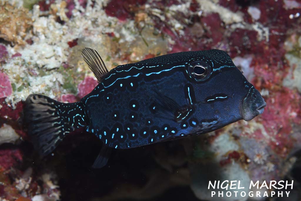Banda black boxfish