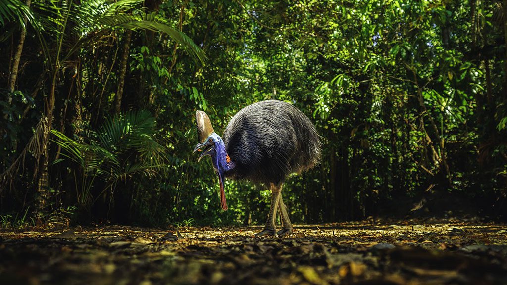 Cassowary teq 142762 19