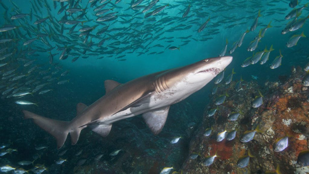 Diving sydney magic point grey nurse shark credit jayne jenkins jj30560