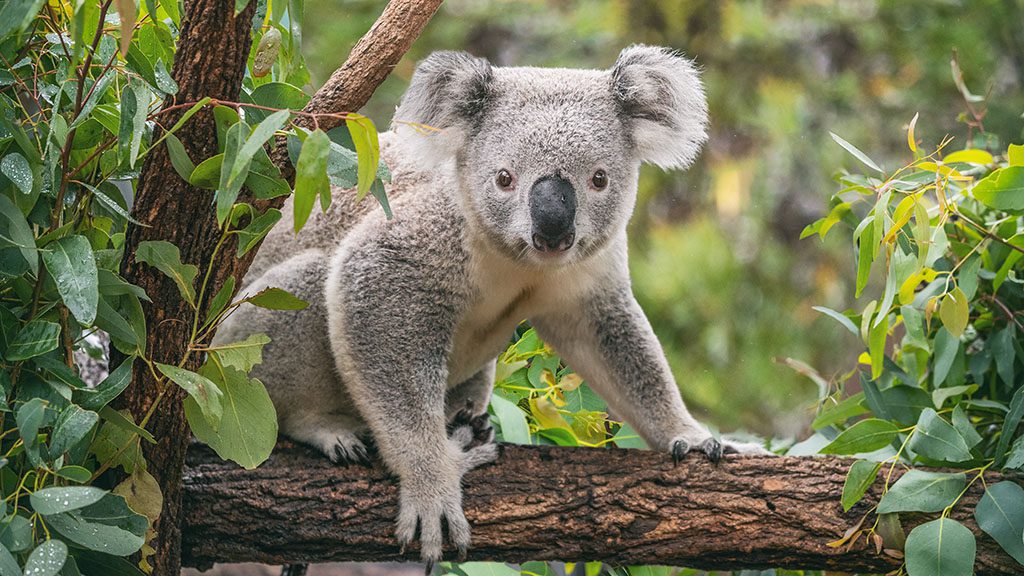 Koala taronga zoo shutterstock 1512257795 1024