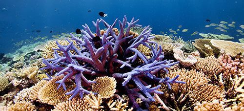 Best Life Dive Adventures: Dive The Great Barrier Reef, Nov 2024