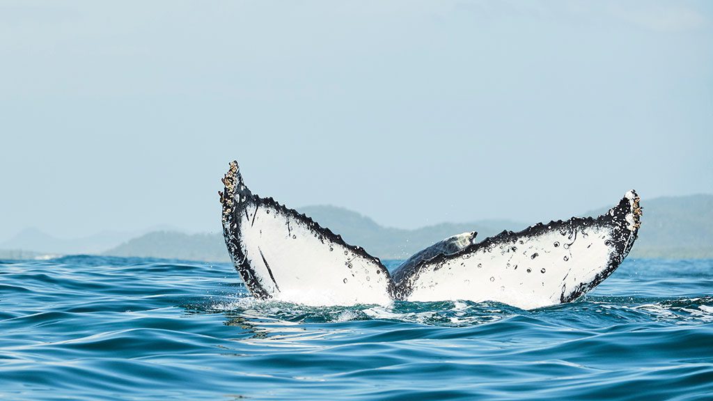Tonga humpback whale fluke 1024 shutterstock 1544053145