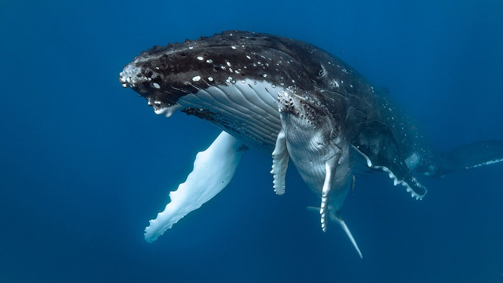 Tonga humpback whale mother and calf 1024 shutterstock 1302655708