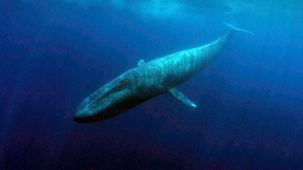 Blue whale timor shutterstock 1231573225 1024