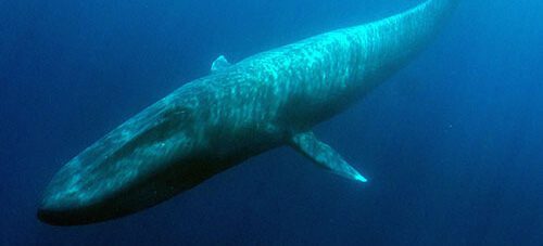 Diveplanit Timor Whale Spectacular – Oct 2024