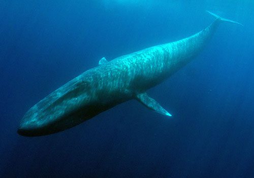 Blue whale timor shutterstock 1231573225 sp