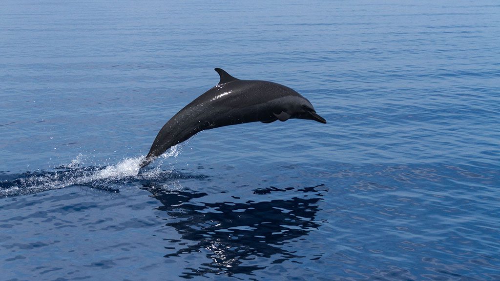Dolphin breaching atauro island timor shutterstock 644492242 1024