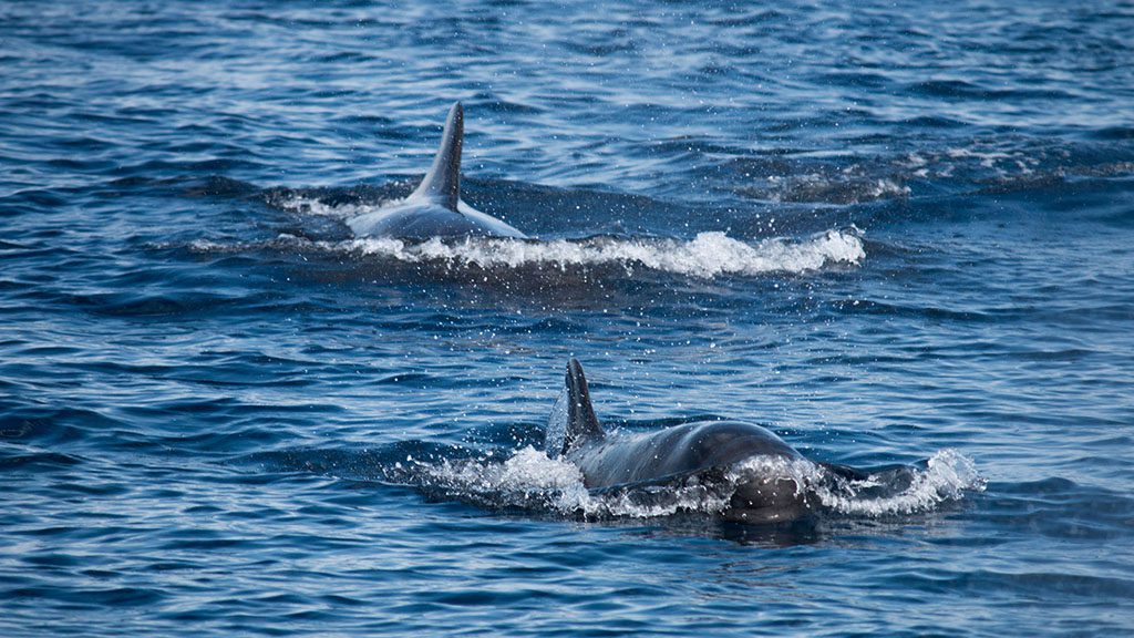 Melon headed whales timor shutterstock 1302441211 1024