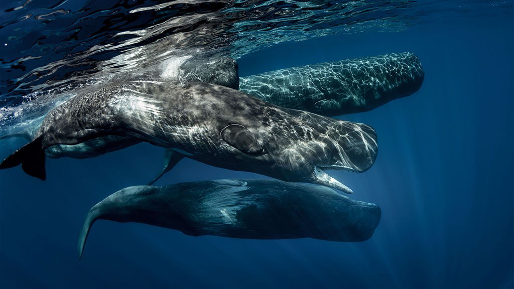 Sperm whale family shutterstock 504379975 1024