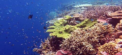 Nigel Marsh Photography: Dive Milne Bay Aug 2024