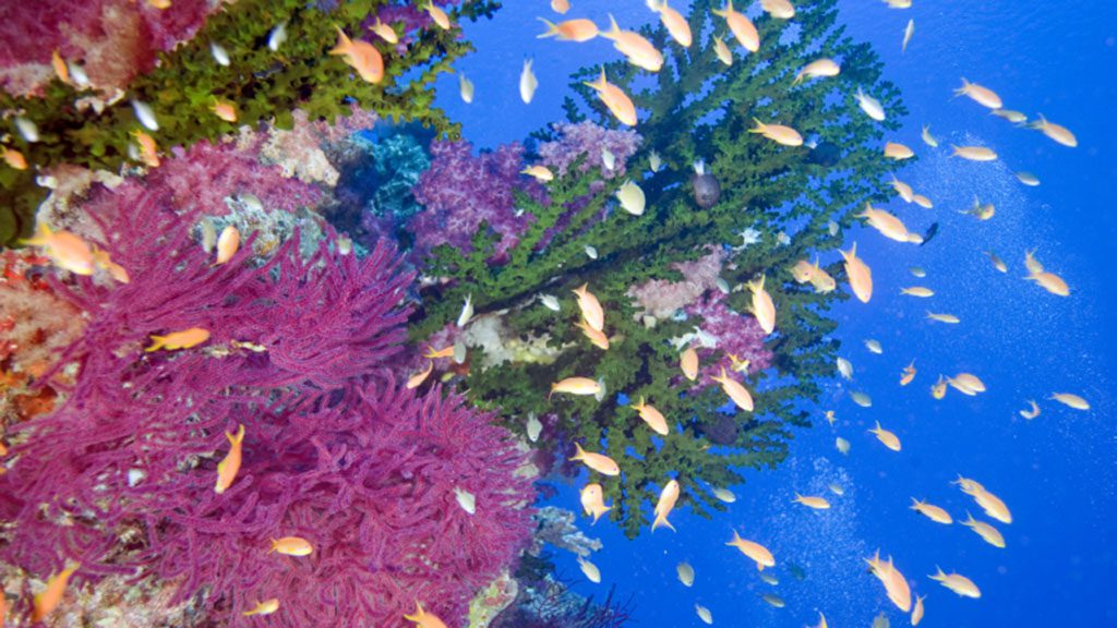6 dive paradise taveuni fiji rainbow reef green coral anthias