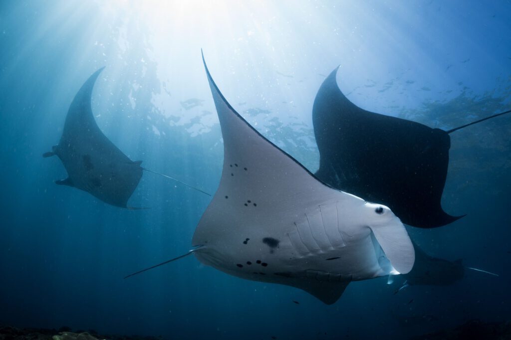 Manta point bali shutterstock 756498115