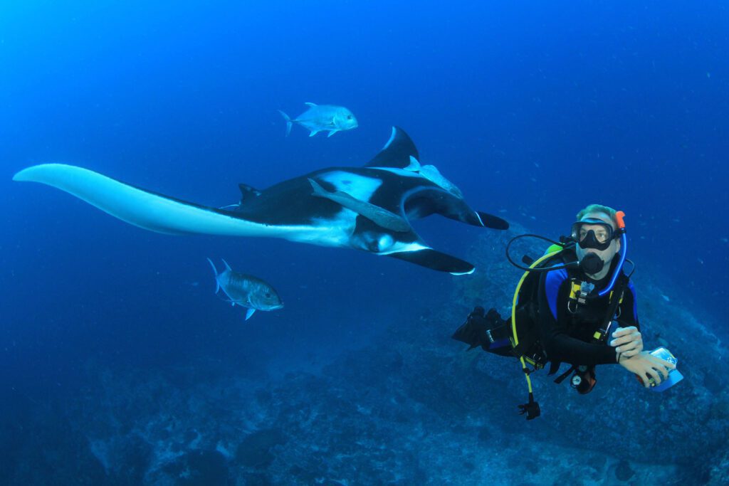 Manta ray and diver shutterstock 1098435515